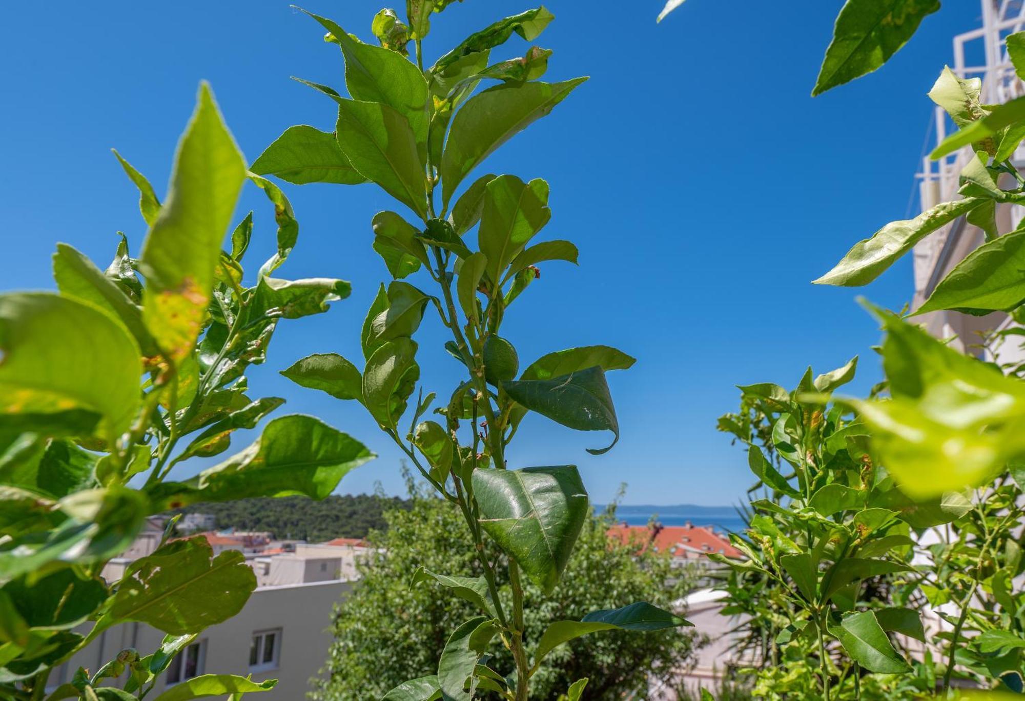 Apartmani Sani Makarska Kültér fotó